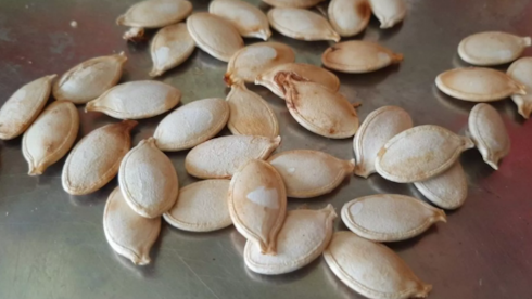 Bu da kabak çekirdeği dolandırıcısı! 300 milyonluk vurgun yaptı