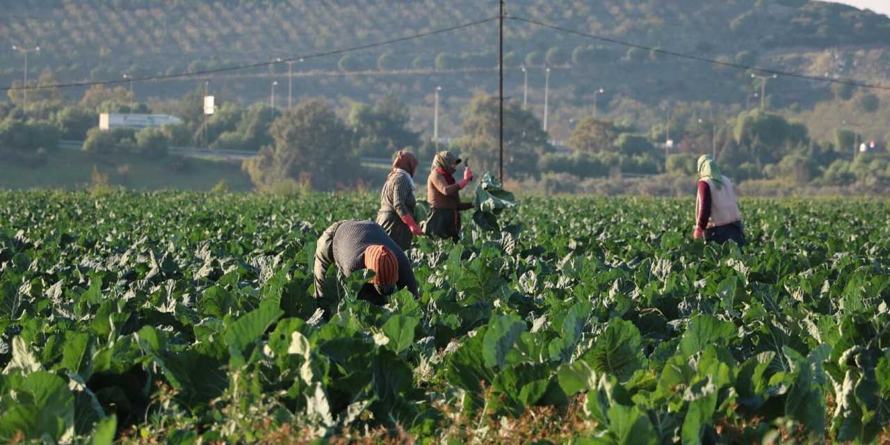 Hepsinin hasadı aynı anda başladı: Türkiye'nin dört bir yanına gönderiliyor