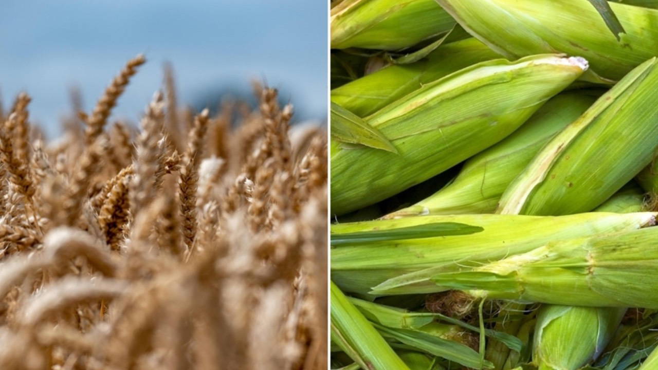 Erhan Adem'den mısır ve arpa ithalat kararına tepki