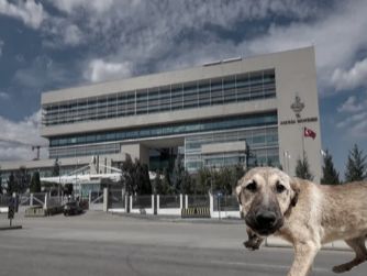 Kendilerini de Düşünen havan olduklarını unuttular! Tavsiyemiz bilimkurgu olan maymunlar cehennemini serdetmeleri... Belki bazı şeyleri düşünürler. Evet, AYM'den sokak hayvanları kanununun iptal talebine ret  kararı verdi...