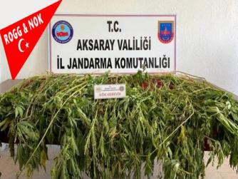 Aksaray'da 225 kök kenevir bitkisi ele geçirildi 11.09.2021 