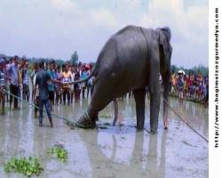 Bangladeş'te sel sularıyla bin 700 km sürüklenen fil öldü