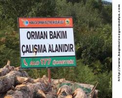 Barış Yarkadaş:  Çekmeköy'de orman katliamı!