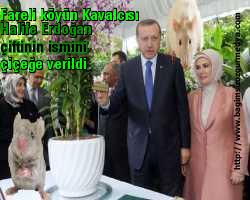 Fareli köyün Kavalcısı halife Erdoğan çiftinin ismi çiçeğe verildi