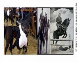 Erdal Akalın: Atlar ve Liderler !..