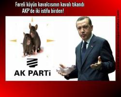 Fareli köyün kavalcısının kavalı tıkandı, AKP'de iki istifa birden!