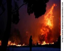 Atina yakınlarındaki orman yangınlarında ölü sayısı 50'ye yükseldi...
