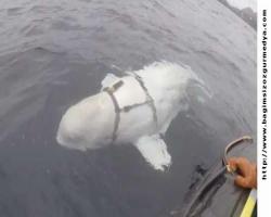 Norveçli balıkçılar bir Rus ‘casus’ balinası tespit etti