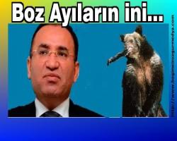 Boz Ayıların İni...