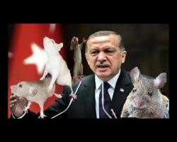 Kedidir kedi; Fareli köyün kavalcısı Tayyip Erdoğan konuşurken elektrikler kesildi