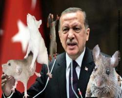 'Birileri haşhaşı fazla kaçırmış olabilir; adliye koridorlarını o çetelerden temizleyeceğiz'