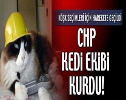 CHP’den, THY’deki kediye karşı özel ekip