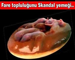 Fare topluluğunu Skandal yemeği..