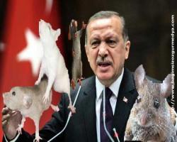 Diktatör Erdoğan'dan 9 kanuna onay