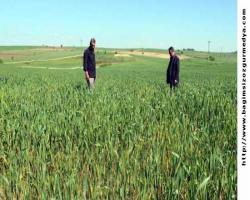 Edirne’de ekin tarlalarında virüs alarmı